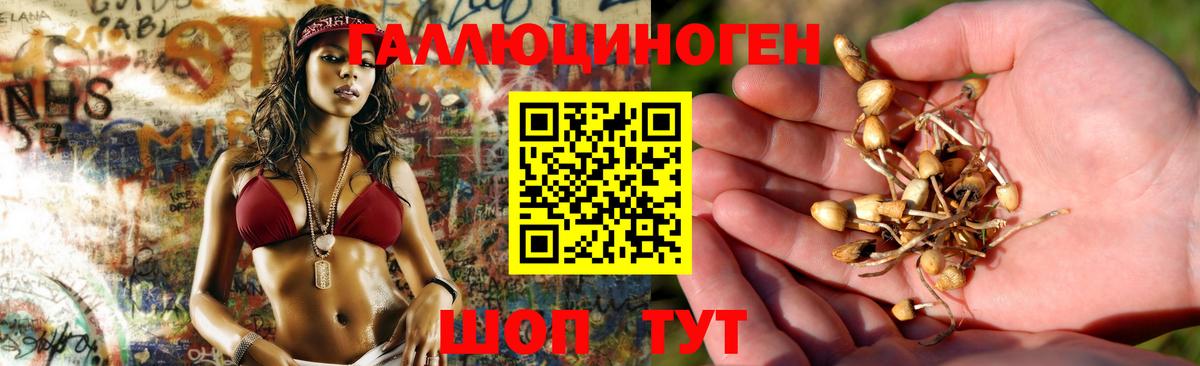 Галлюциногенные грибы Psilocybine cubensis  Коммунар 